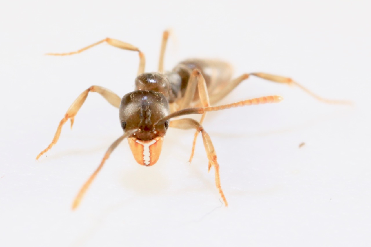 Needle ant portrait